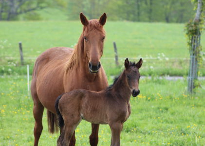 Élevage et reproduction