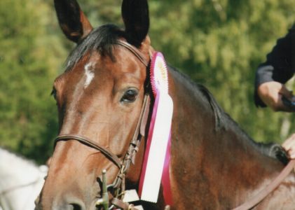 Chevaux de sport & commerce