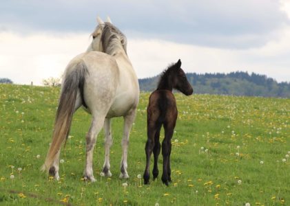 Pensions d’élevage