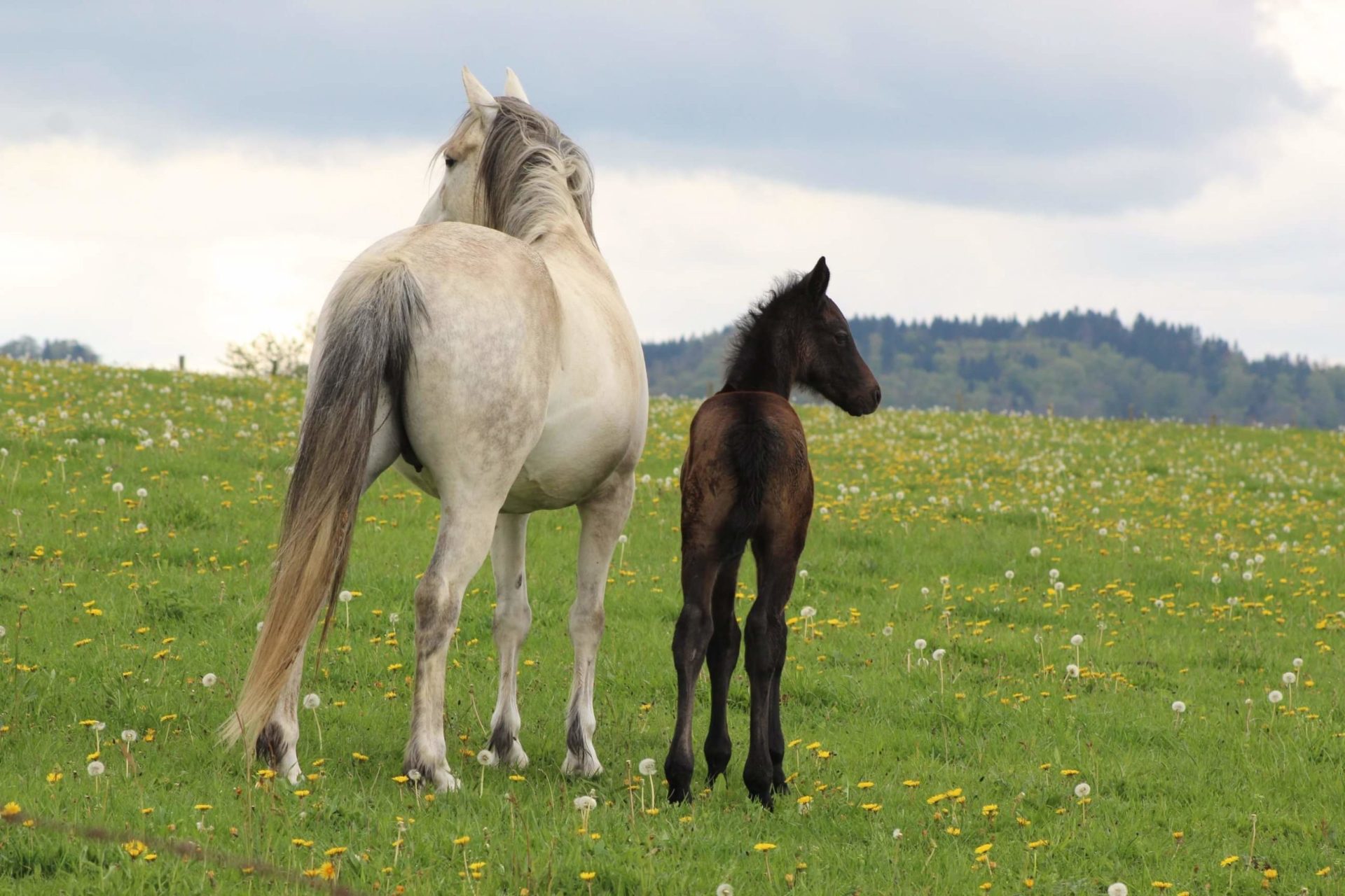 Élevage de la Vallédei